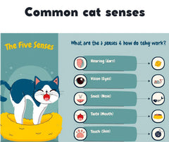 Cat Litter Box Training Guide | Stop Messy Habits | printable PDF | instant Download